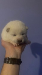 štěňátka shiba inu