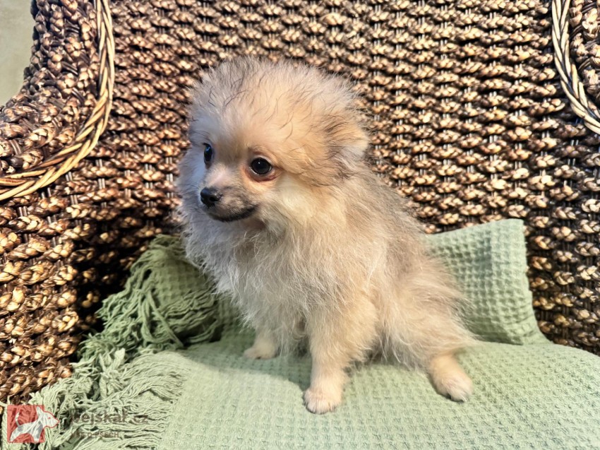 Pomeranian