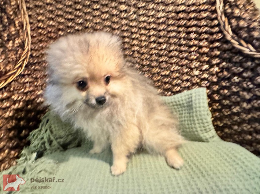 Pomeranian