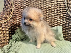 Inzerce psů Pomeranian