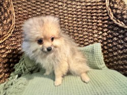 Pomeranian