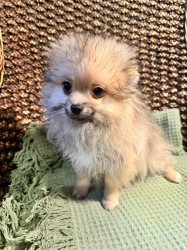 Pomeranian