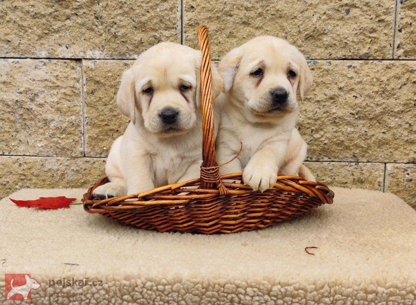 Nabídka štěňat labradorského retrievera