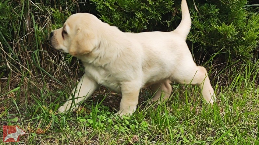 Nabídka štěňat labradorského retrievera