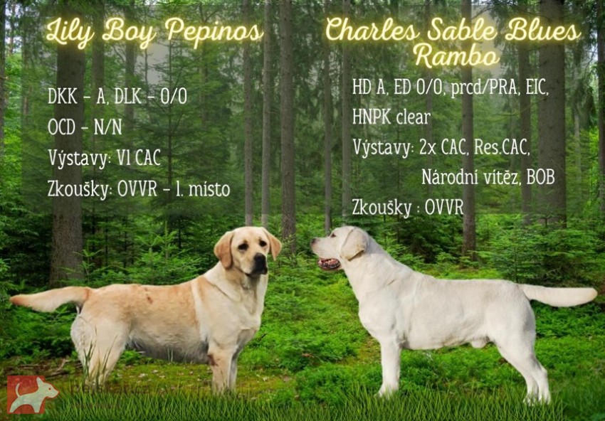 Nabídka štěňat labradorského retrievera