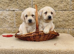 Inzerce psů Nabídka štěňat labradorského retrievera