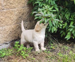 Nabídka štěňat labradorského retrievera