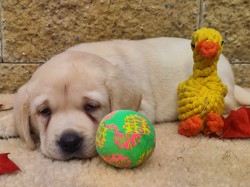 Nabídka štěňat labradorského retrievera