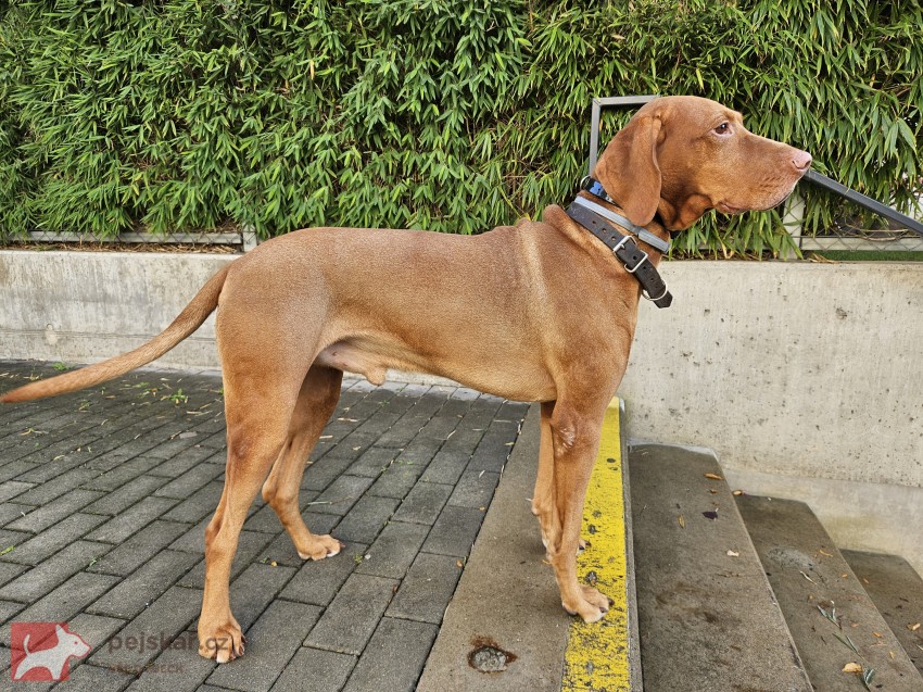 Maďarský ohař krátkosrstý – pes s PP, 4 roky