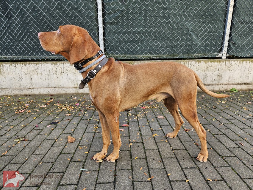 Maďarský ohař krátkosrstý – pes s PP, 4 roky