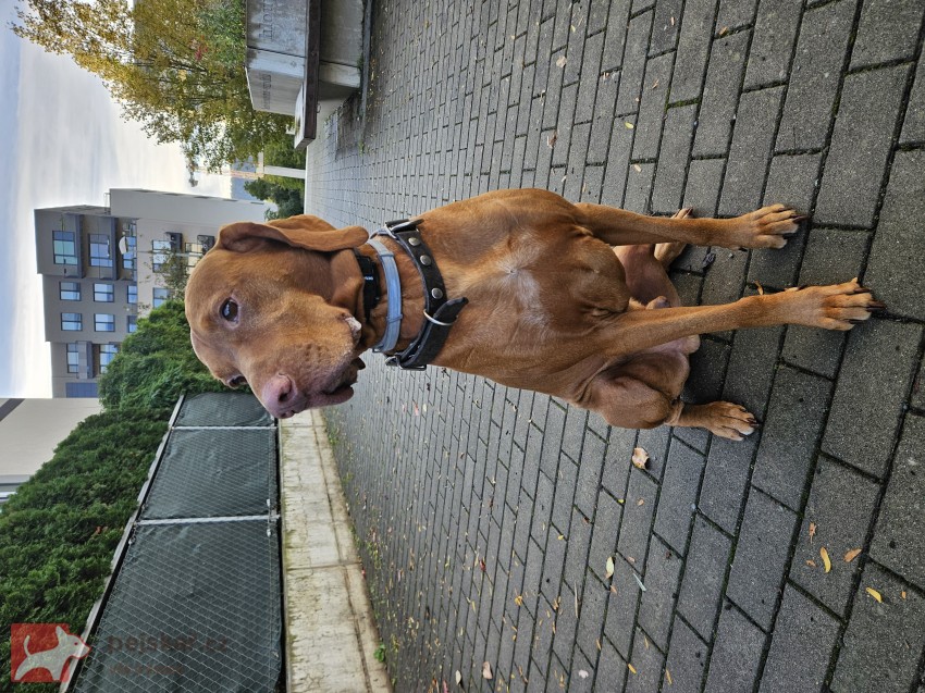 Maďarský ohař krátkosrstý – pes s PP, 4 roky