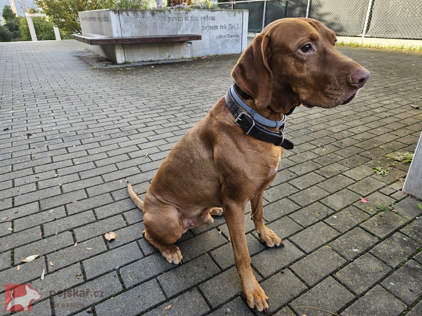 Maďarský ohař krátkosrstý – pes s PP, 4 roky