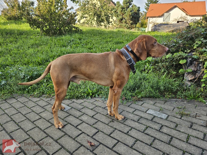 Maďarský ohař krátkosrstý – pes s PP, 4 roky