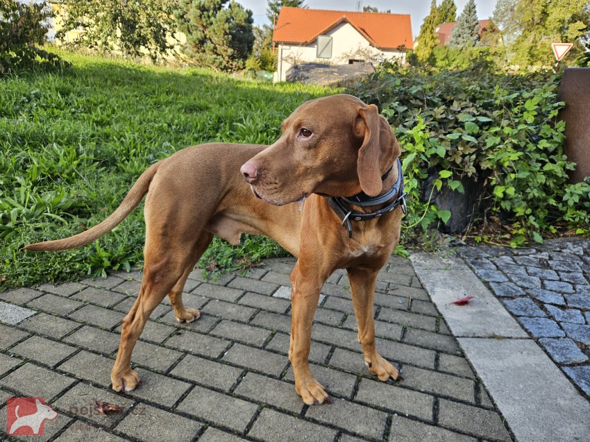 Maďarský ohař krátkosrstý – pes s PP, 4 roky