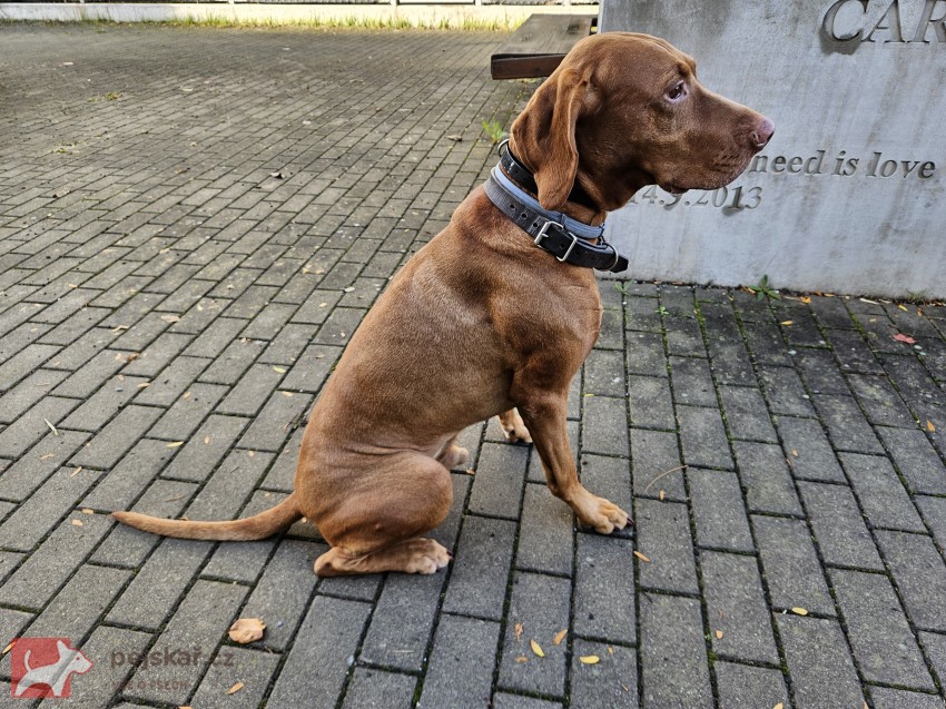 Maďarský ohař krátkosrstý – pes s PP, 4 roky