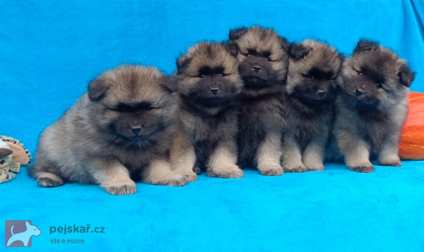 Německý špic vlčí / keeshond prodám krásná štěňata s PP