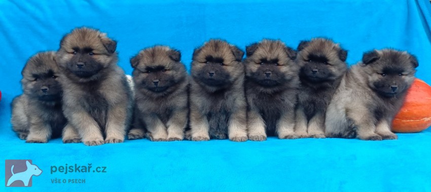 Německý špic vlčí / keeshond prodám krásná štěňata s PP