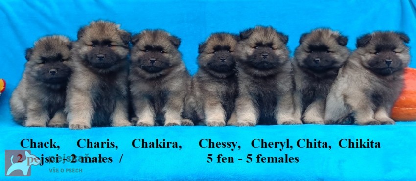 Německý špic vlčí / keeshond prodám krásná štěňata s PP