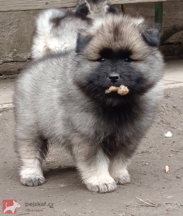 Německý špic vlčí / keeshond prodám krásná štěňata s PP