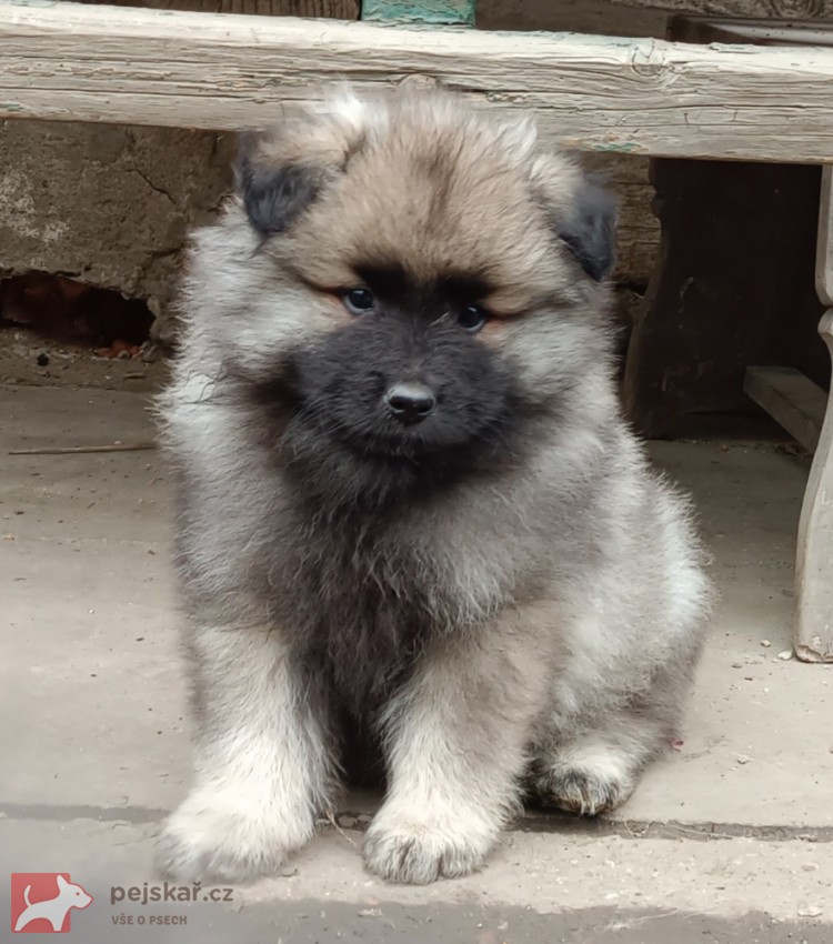 Německý špic vlčí / keeshond prodám krásná štěňata s PP