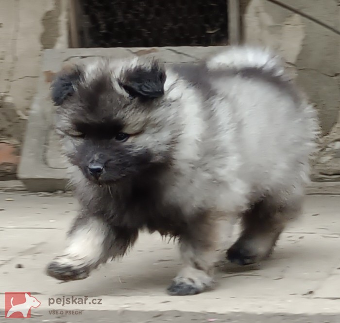 Německý špic vlčí / keeshond prodám krásná štěňata s PP
