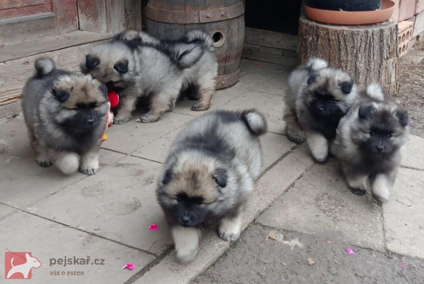 Německý špic vlčí / keeshond prodám krásná štěňata s PP