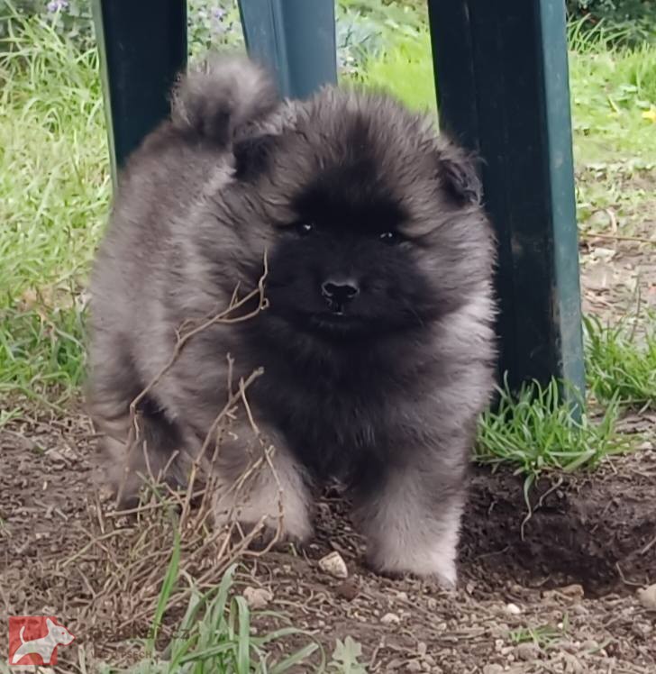 Německý špic vlčí / keeshond prodám krásná štěňata s PP