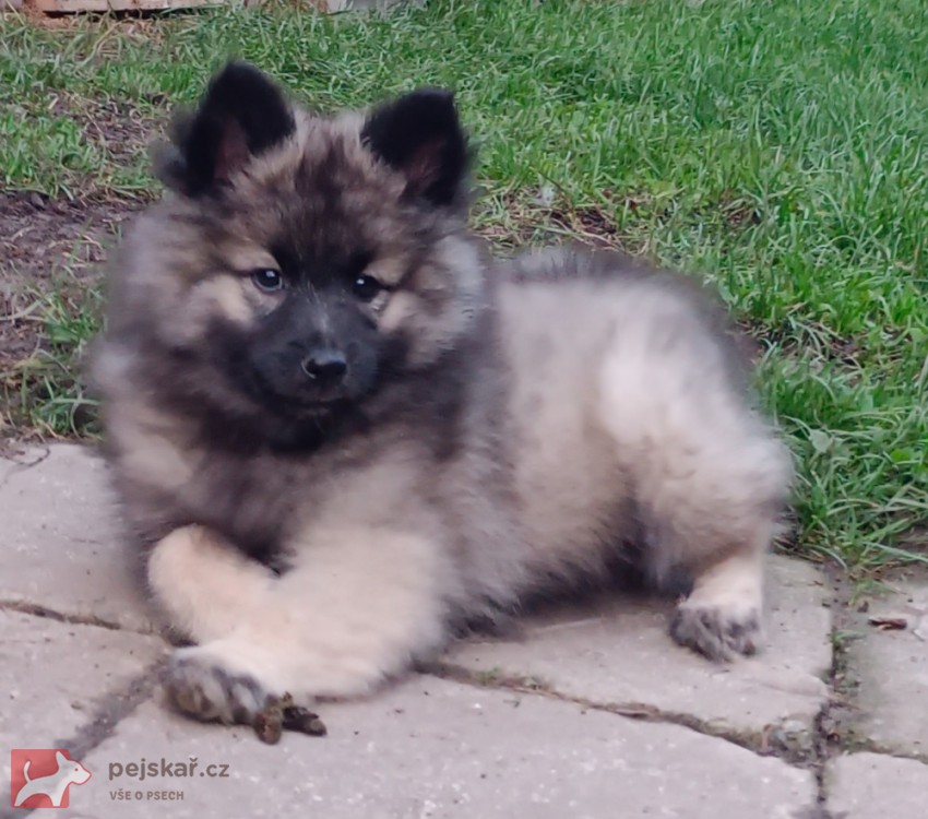Německý špic vlčí / keeshond prodám krásná štěňata s PP