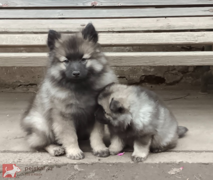 Německý špic vlčí / keeshond prodám krásná štěňata s PP