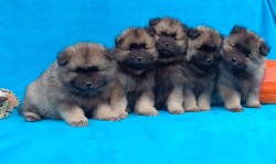 Inzerce psů Německý špic vlčí / keeshond prodám krásná štěňata s PP