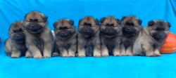Německý špic vlčí / keeshond prodám krásná štěňata s PP