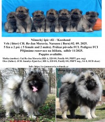 Německý špic vlčí / keeshond prodám krásná štěňata s PP