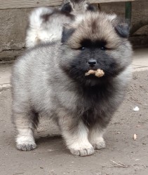 Německý špic vlčí / keeshond prodám krásná štěňata s PP