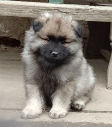 Německý špic vlčí / keeshond prodám krásná štěňata s PP