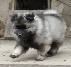 Německý špic vlčí / keeshond prodám krásná štěňata s PP