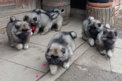 Německý špic vlčí / keeshond prodám krásná štěňata s PP