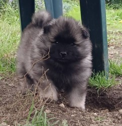 Německý špic vlčí / keeshond prodám krásná štěňata s PP