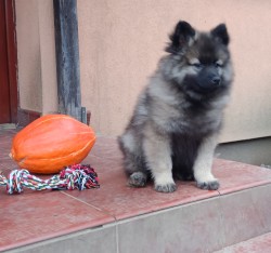 Německý špic vlčí / keeshond prodám krásná štěňata s PP