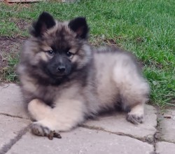 Německý špic vlčí / keeshond prodám krásná štěňata s PP
