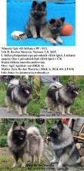 Německý špic vlčí / keeshond prodám krásná štěňata s PP