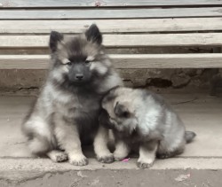 Německý špic vlčí / keeshond prodám krásná štěňata s PP