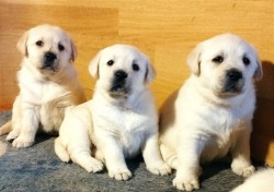 Inzerce psů Labrador retriever krásná štěňátka s PP