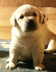Labrador retriever krásná štěňátka s PP