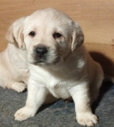 Labrador retriever krásná štěňátka s PP