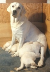 Labrador retriever krásná štěňátka s PP