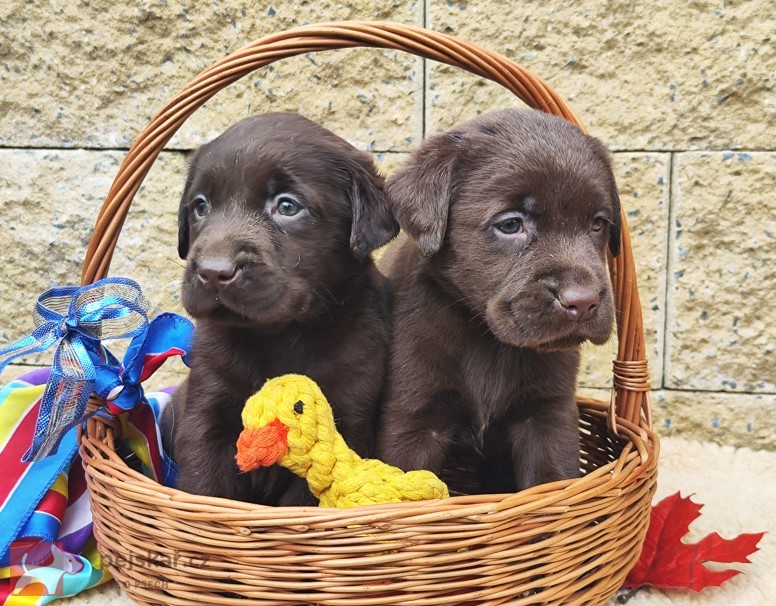 Nabídka hnědých labradorských štěňat