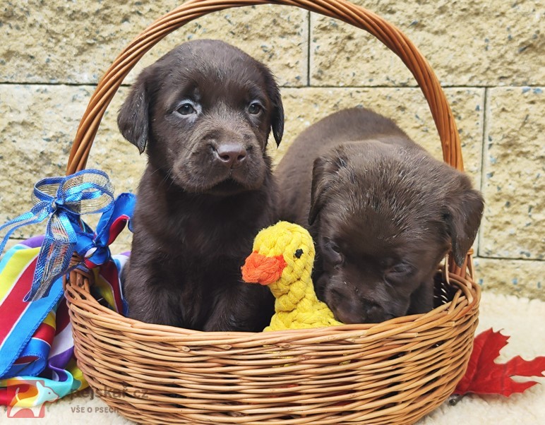 Nabídka hnědých labradorských štěňat