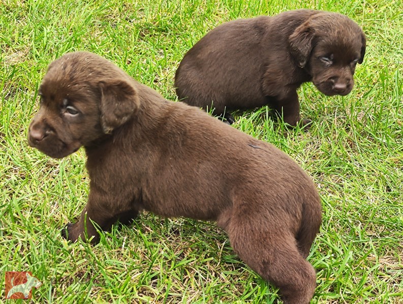 Nabídka hnědých labradorských štěňat