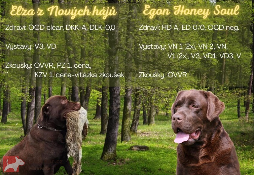 Nabídka hnědých labradorských štěňat