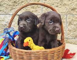 Nabídka hnědých labradorských štěňat
